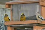 Evening Grosbeak