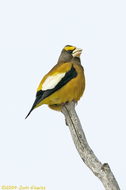 Evening Grosbeak