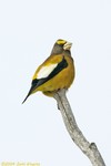 Evening Grosbeak