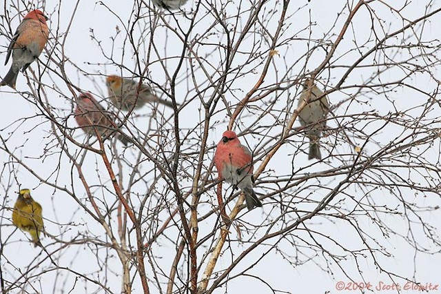 Pine Grosbeak