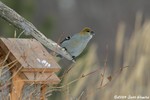 Pine Grosbeak