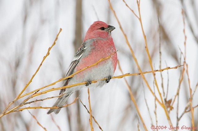 Pine Grosbeak