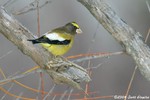 Evening Grosbeak