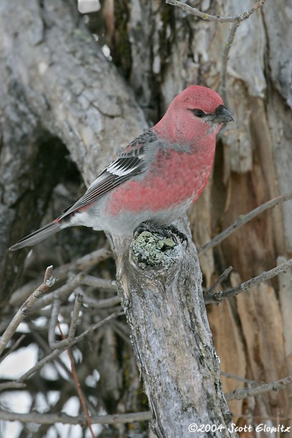 Pine Grosbeak