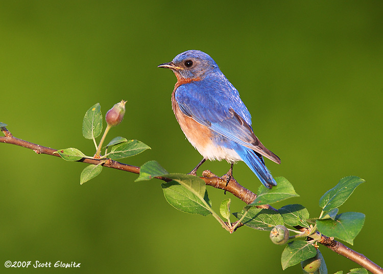 Eastern Bluebird