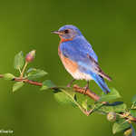 Eastern Bluebird