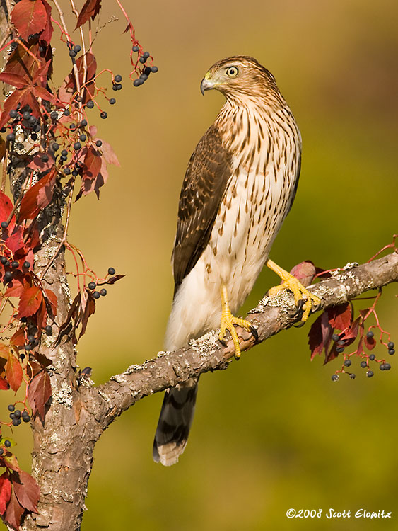 Cooper's Hawk