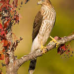 Cooper's Hawk