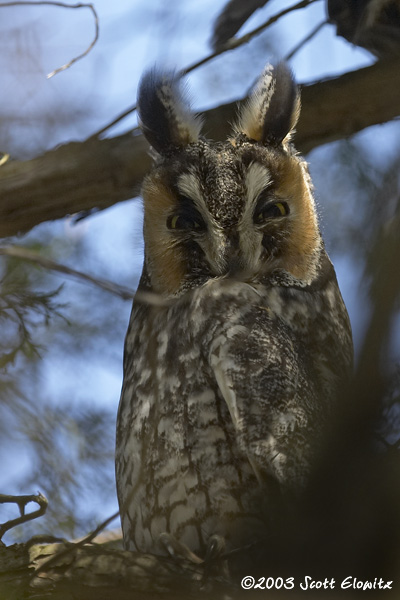 Long-eared Owl