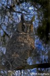 Long-eared Owl