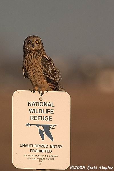 Short-eared Owl