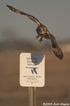 Short-eared Owl