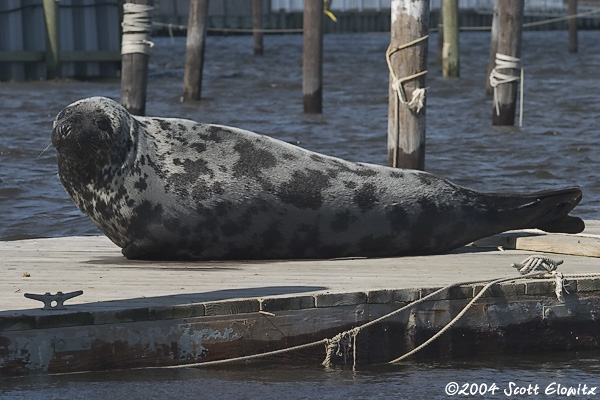 Hooded Seal