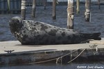 Hooded Seal