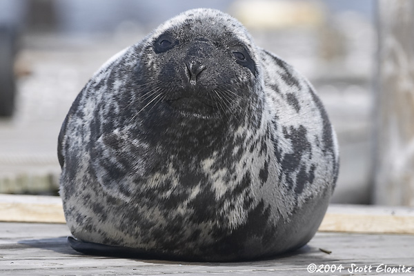 Hooded Seal