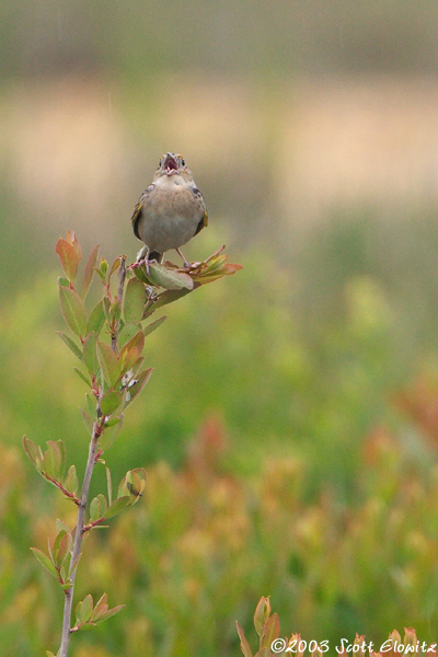 Grasshopper Sparrow