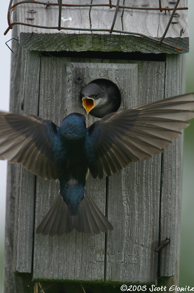 Tree Swallow