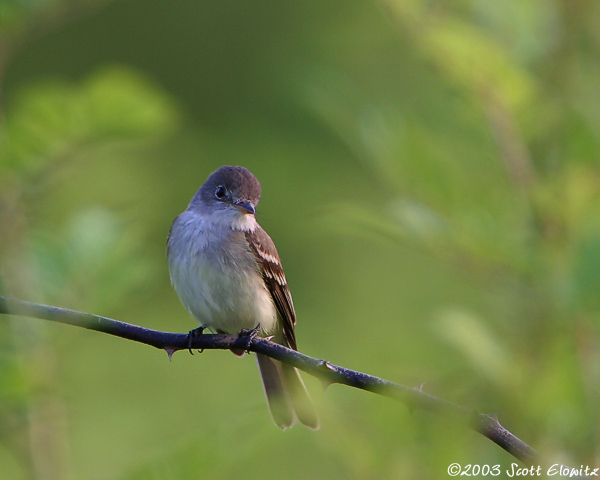 Willow Flycatcher