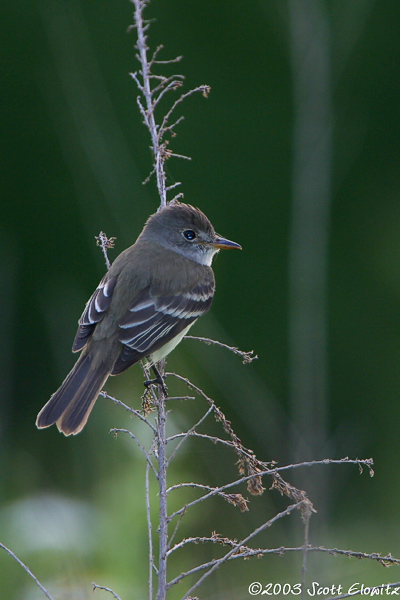 Willow Flycatcher