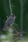 Willow Flycatcher