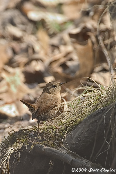 Winter Wren