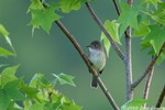 Willow Flycatcher