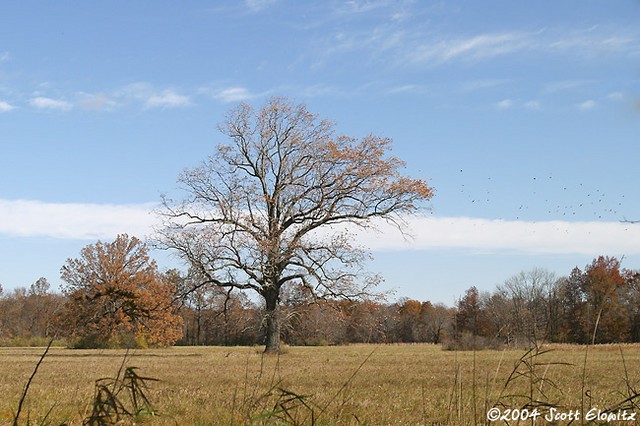 tree