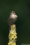 Grasshopper Sparrow