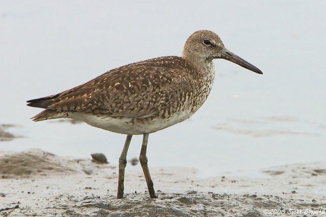 Willet