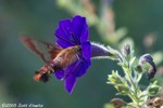 Hummingbird Moth