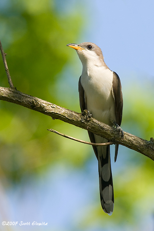 Yellow-billed Cuckoo