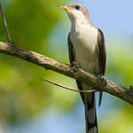 Yellow-billed Cuckoo