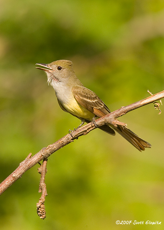 Great-crested Flycatcher