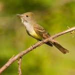 Great-crested Flycatcher