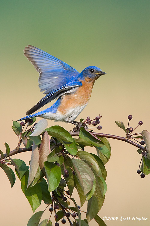 Eastern Bluebird