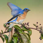 Eastern Bluebird