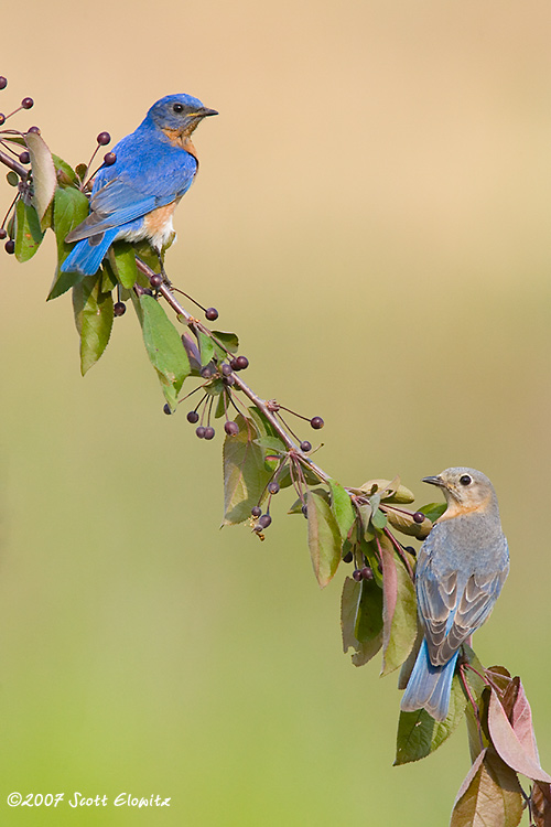 Eastern Bluebird