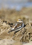 Snow Bunting