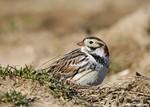 Lapland Longspur