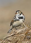 Lapland Longspur