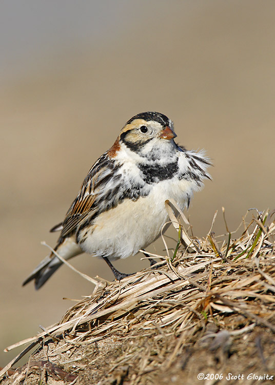 Lapland Longspur