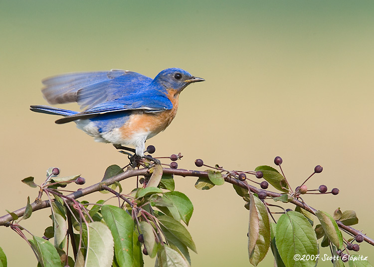 Eastern Bluebird