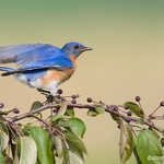 Eastern Bluebird