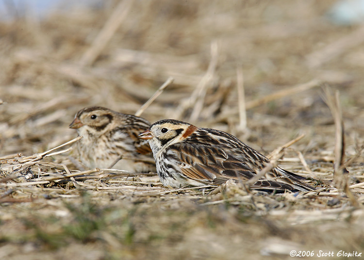 Lapland Longspur