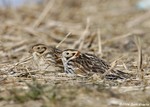 Lapland Longspur