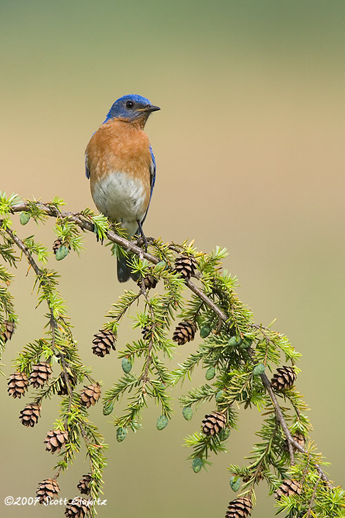 Eastern Bluebird