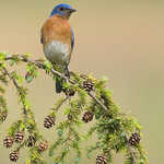 Eastern Bluebird