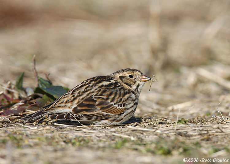 Lapland Longspur