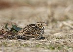 Lapland Longspur