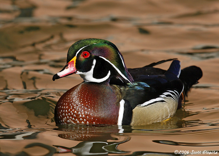 Wood Duck